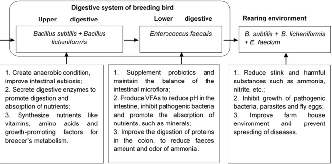 Blend Powder 200g/MT Probiotics For Animal Breeding Bird
